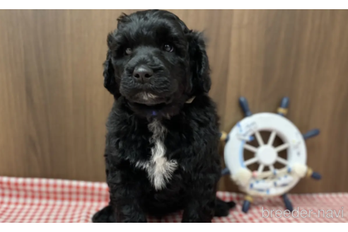 成約済の東京都のその他の犬種-348138の11枚目